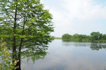 Property photo 7 - 1,025 Acres in 24 Tracts - Exellent Recreation Opportunity - Potential Building Sites - 11 Lakes & Ponds